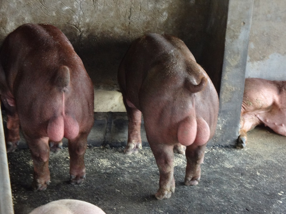 杜洛克公 杜洛克公