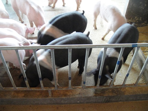 F1代汉杜/杜汉 F1代汉杜/杜汉