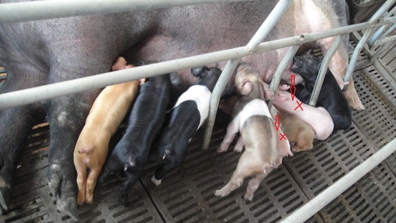 F2代:四种毛色分离(注意:白色为寄养进来的,应该排除) F2代:四种毛色分离(注意:白色为寄养进来的,应该排除)