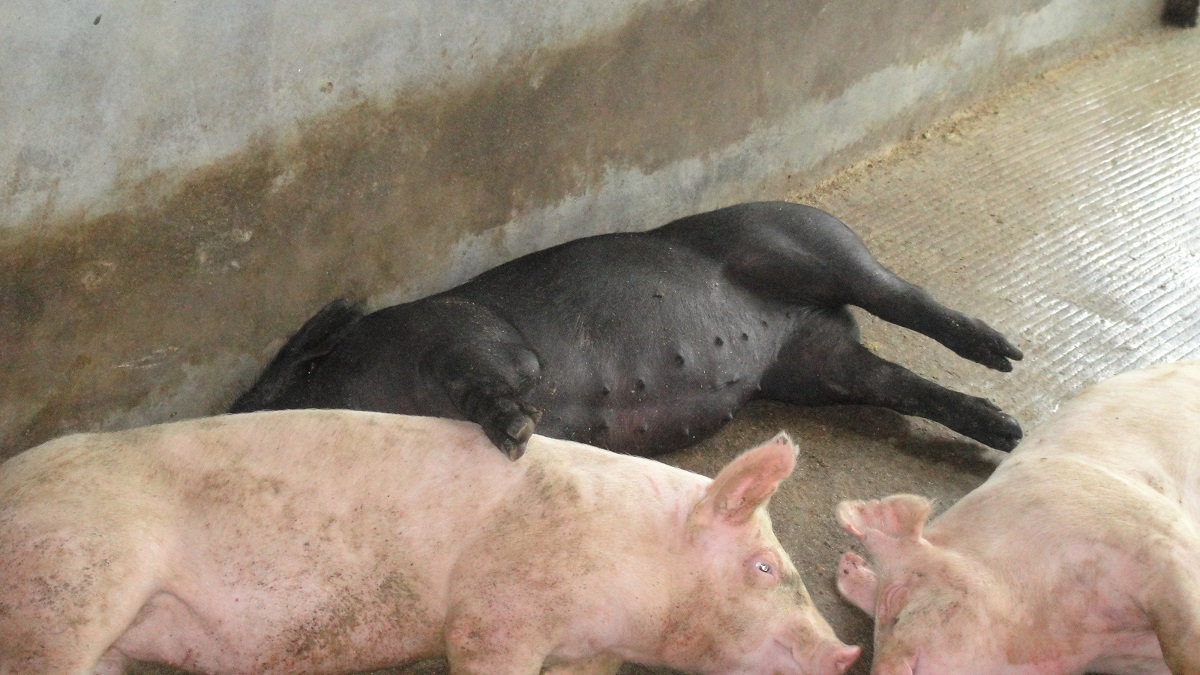 类英国黑猪生长阶段 类英国黑猪生长阶段