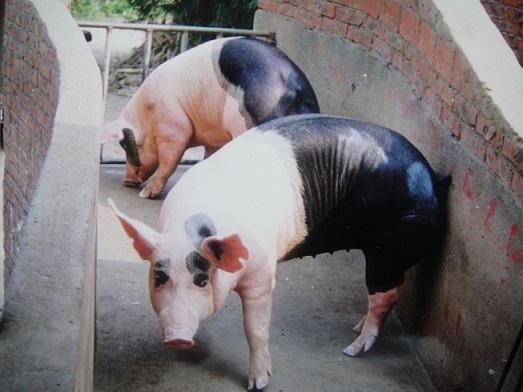 广三保育种试验育出的大熊猫猪 广三保育种试验育出的大熊猫猪